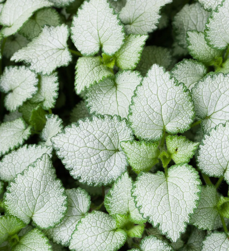 Sarah Raven Plants Lamium maculatum White Nancy Pflanze 3 x 9cm weiß