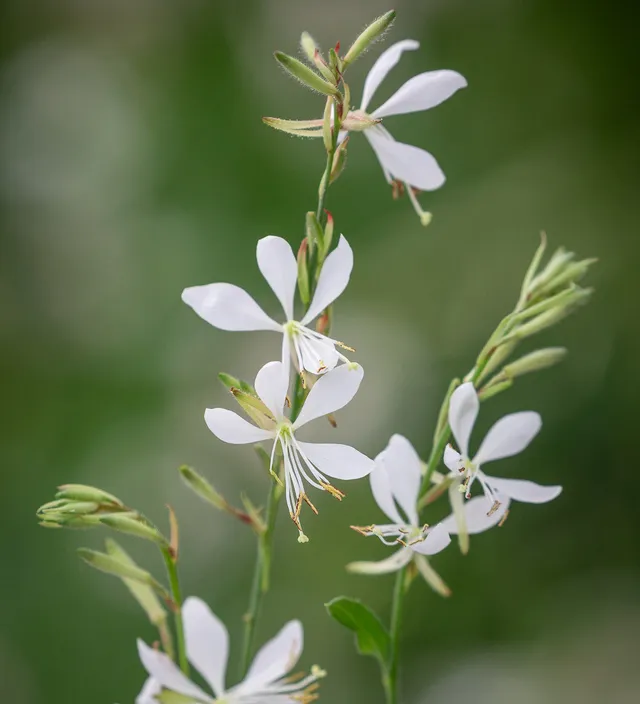 Sarah Raven Plants Gaura Flamingo White Pflanze 3x9cm trockenfest