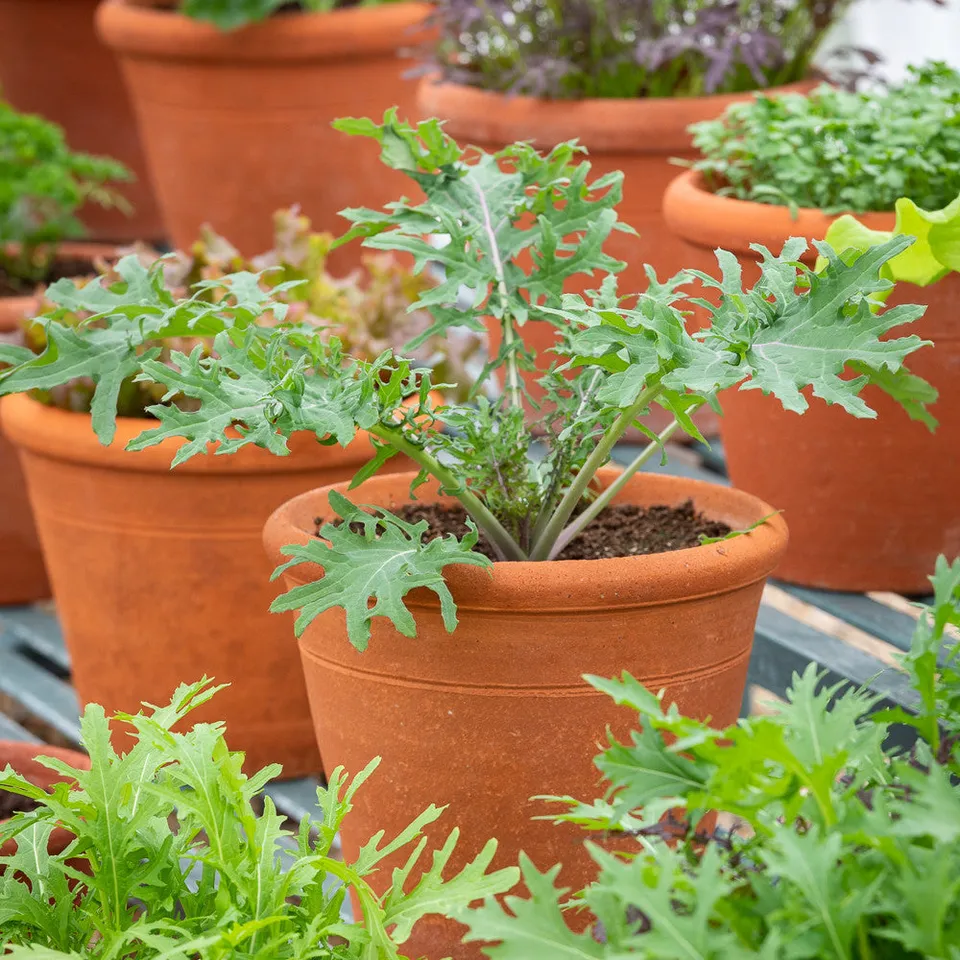 Sarah Raven Seeds Kale Red Russian Gemüsesamen 400 Samen schnellwachsend