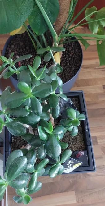 Lechuza Cubico Color 30 Pflanzgefäß Sandbraun mit Bewässerung