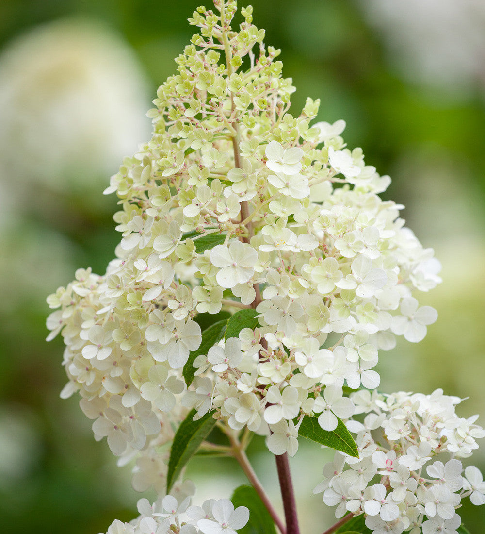 Sarah Raven Plants Hydrangea Vanille Fraise Hortensie 1x2L weiß-rosa