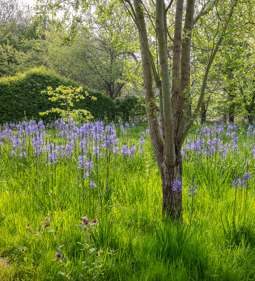 Sarah Raven Bulbs Spring Meadow Blumenzwiebeln 40 Stück Wiese