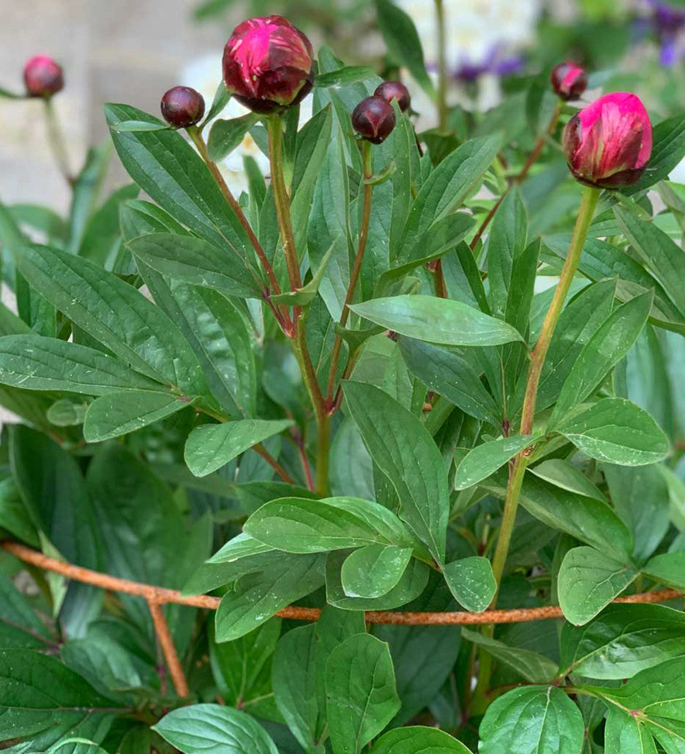 Sarah Raven Gardening Fluted Peony Support Rankhilfe Medium Stahl