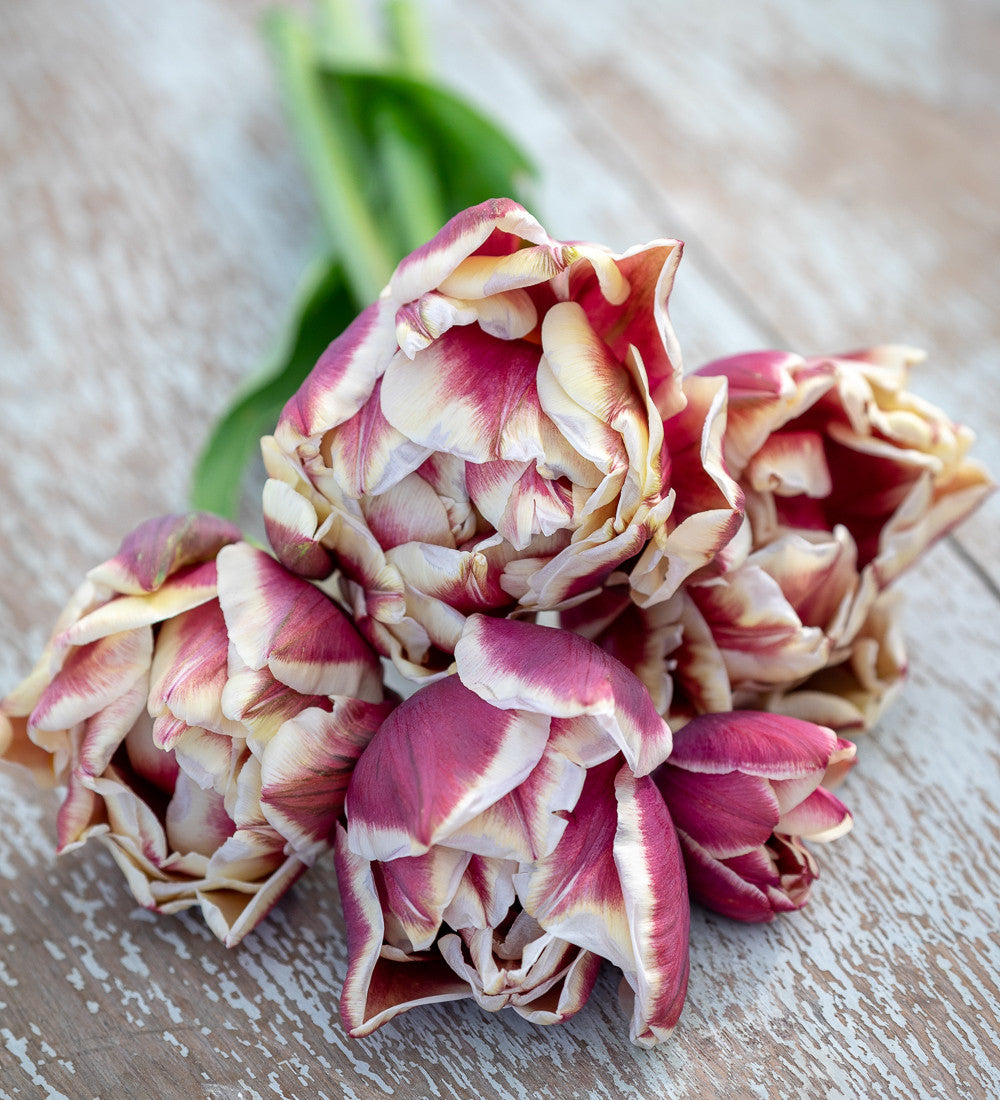 Sarah Raven Bulbs Sweet Wine Tulip Collection Blumenzwiebeln 20 Stück duftend