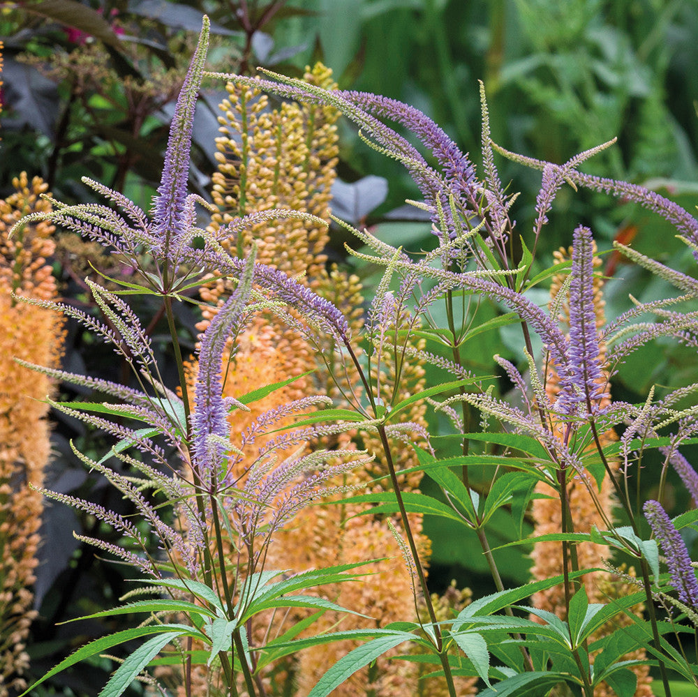 Sarah Raven Veronicastrum Fascination Staude 2-Liter-Topf