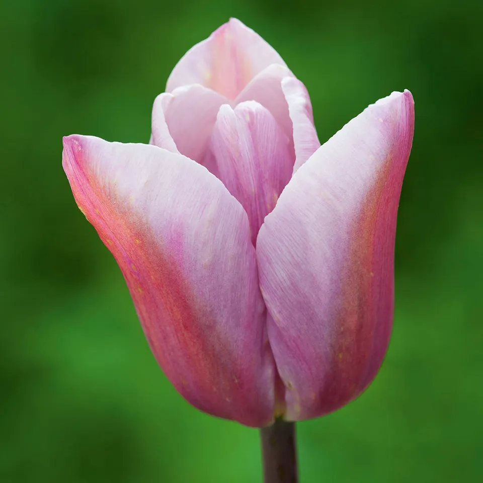 Sarah Raven Bulbs Tulpe Mistress Mystic Blumenzwiebeln 10 Stück rosa
