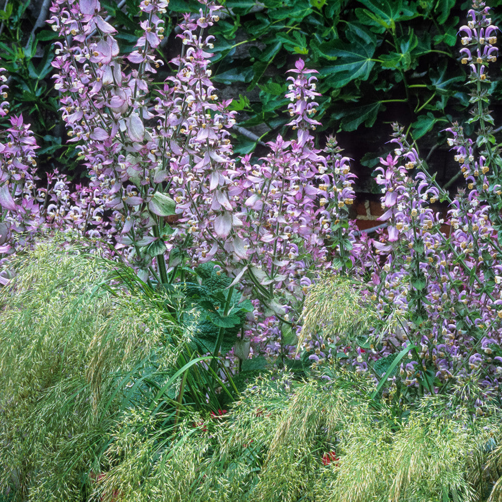 Sarah Raven Plants Salvia Turkestaniana Salbei 3x 9cm rosa
