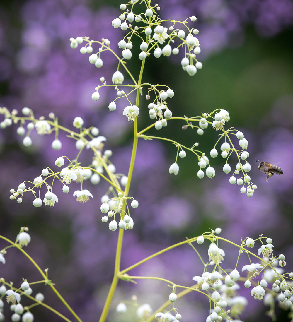 Sarah Raven Plants Thalictrum delavayi Album Pflanze 3x 9cm Topf