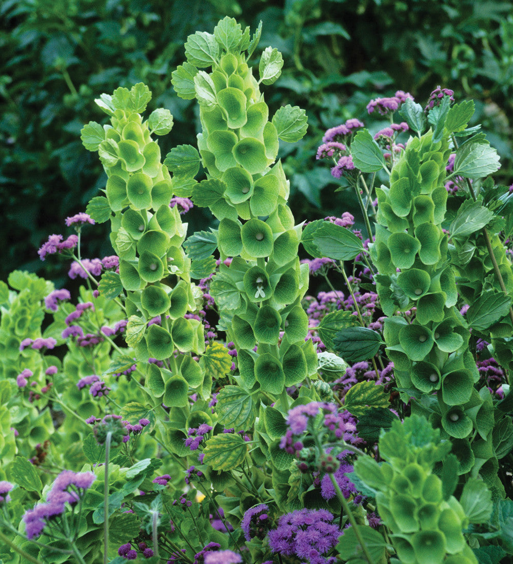 Sarah Raven Moluccella laevis Samen 200 Samen Schnittblume grün