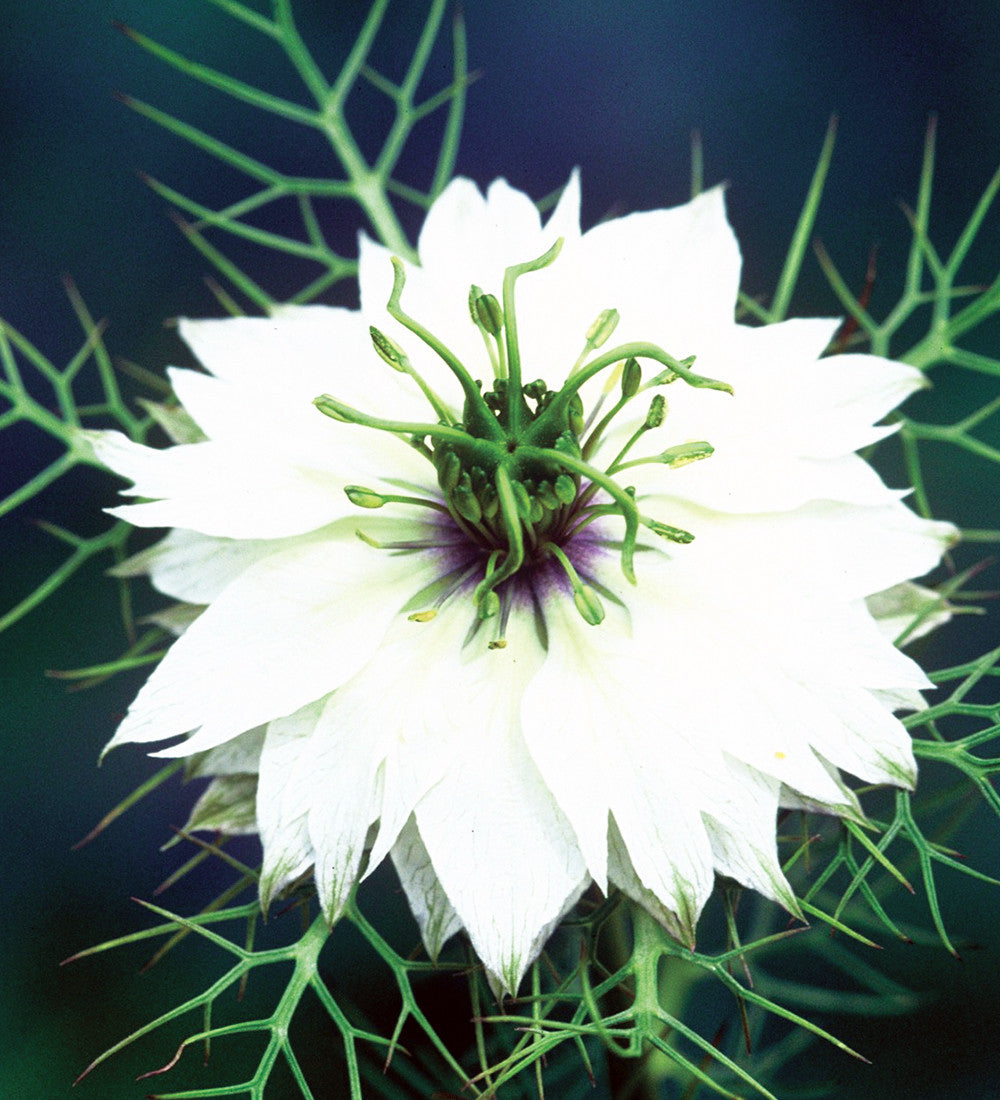 Sarah Raven Seeds Nigella Miss Jekyll Alba Samen 400 Samen weiß