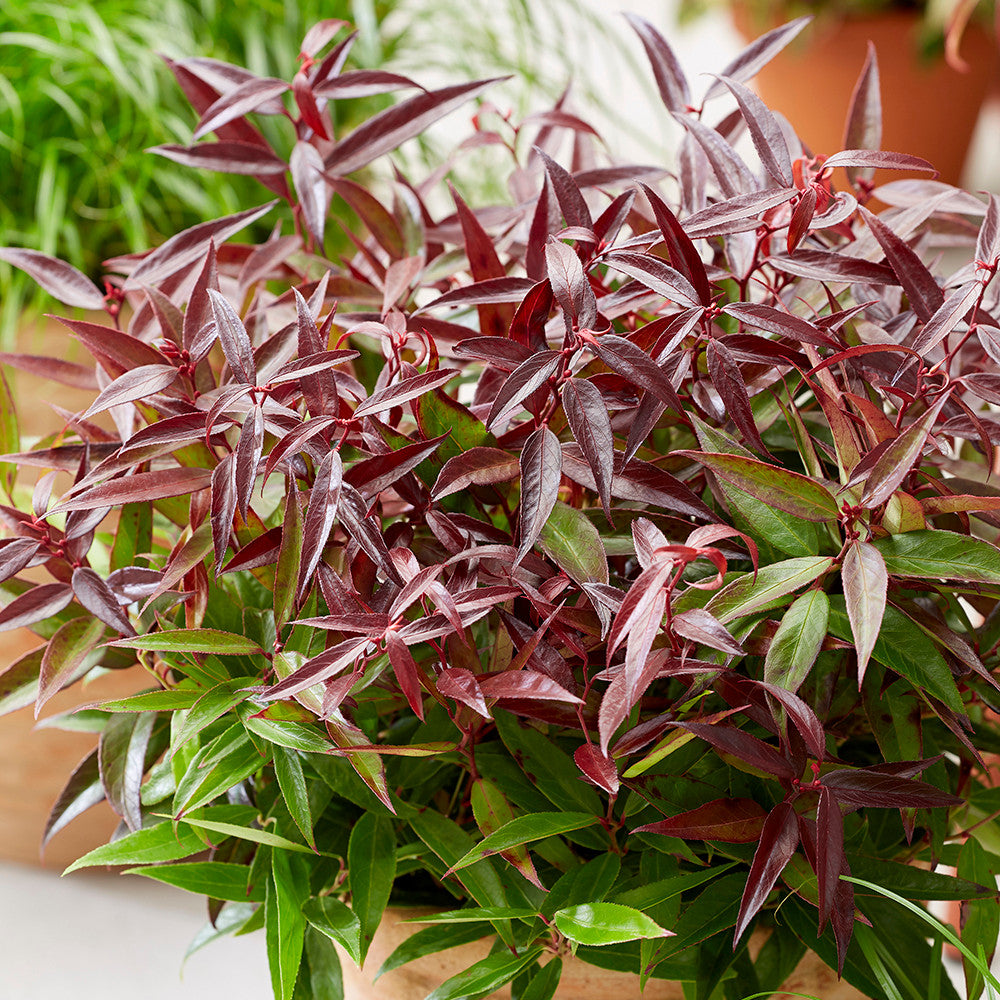 Sarah Raven Leucothoe Burning Love Pflanze 2L immergrün
