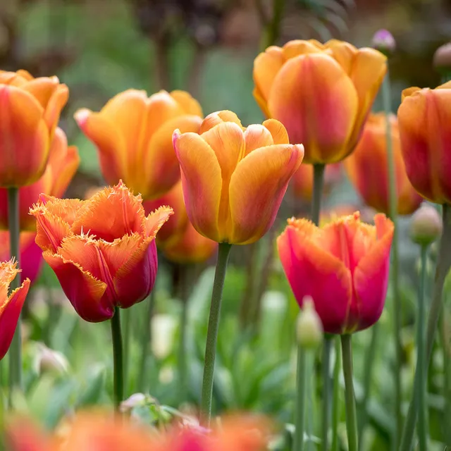 Sarah Raven Bulbs Tulpe Brown Sugar Zwiebeln 10 Stück