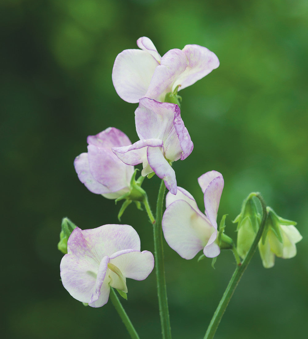 Sarah Raven Seeds Sweet Peas Blumensamen 6 Tüten Duft