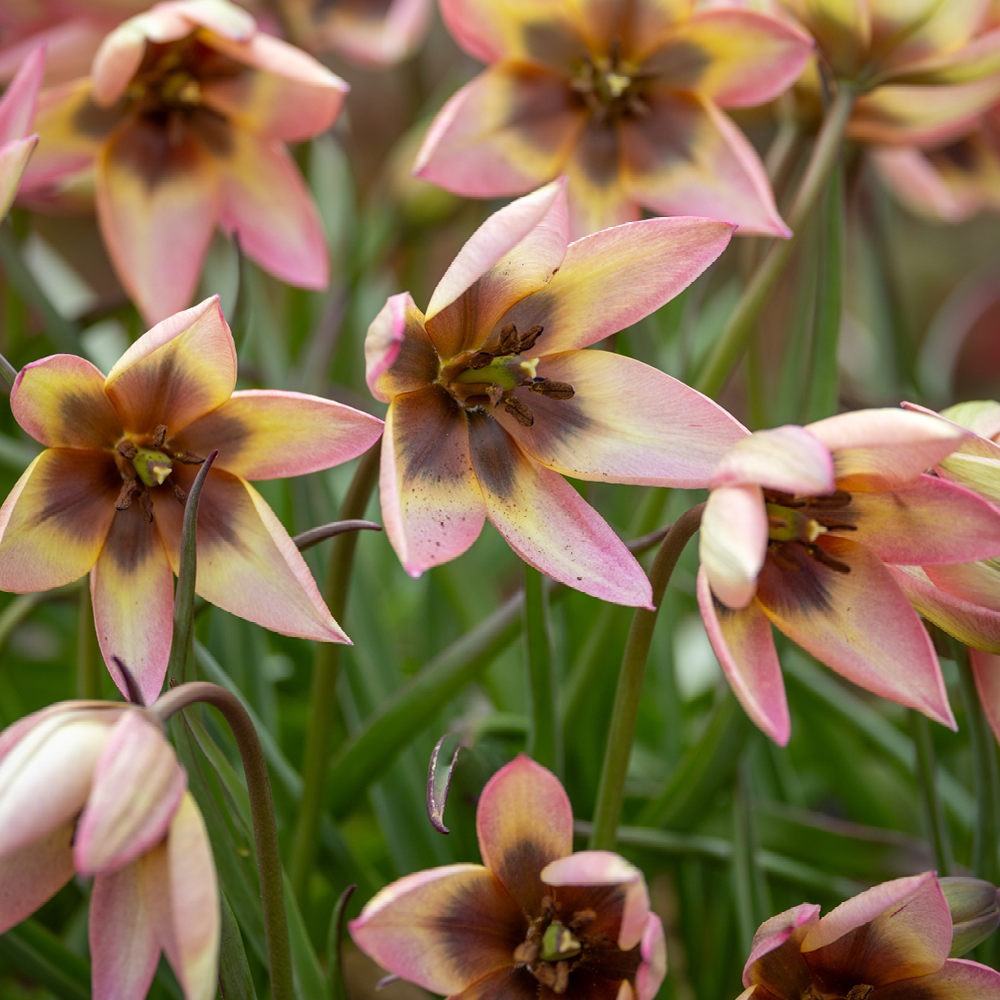 Sarah Raven Bulbs Tulpe Danique Blumenzwiebeln 10 Stück rosa