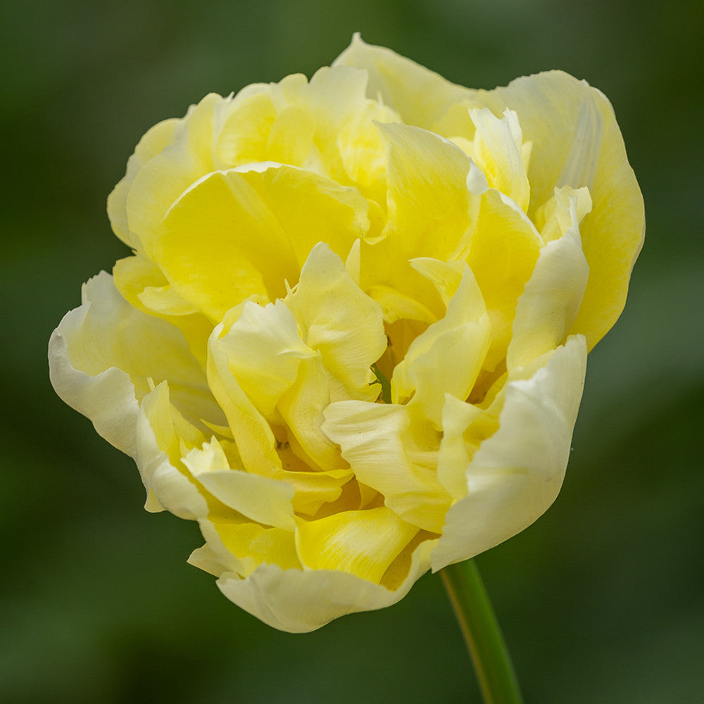 Sarah Raven Bulbs Tulpe Verona Blumenzwiebeln 10 Stück gelb