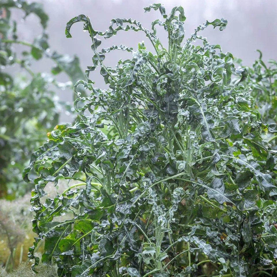 Sarah Raven Kale Spigarello Samen 150 Samen Wintergemüse