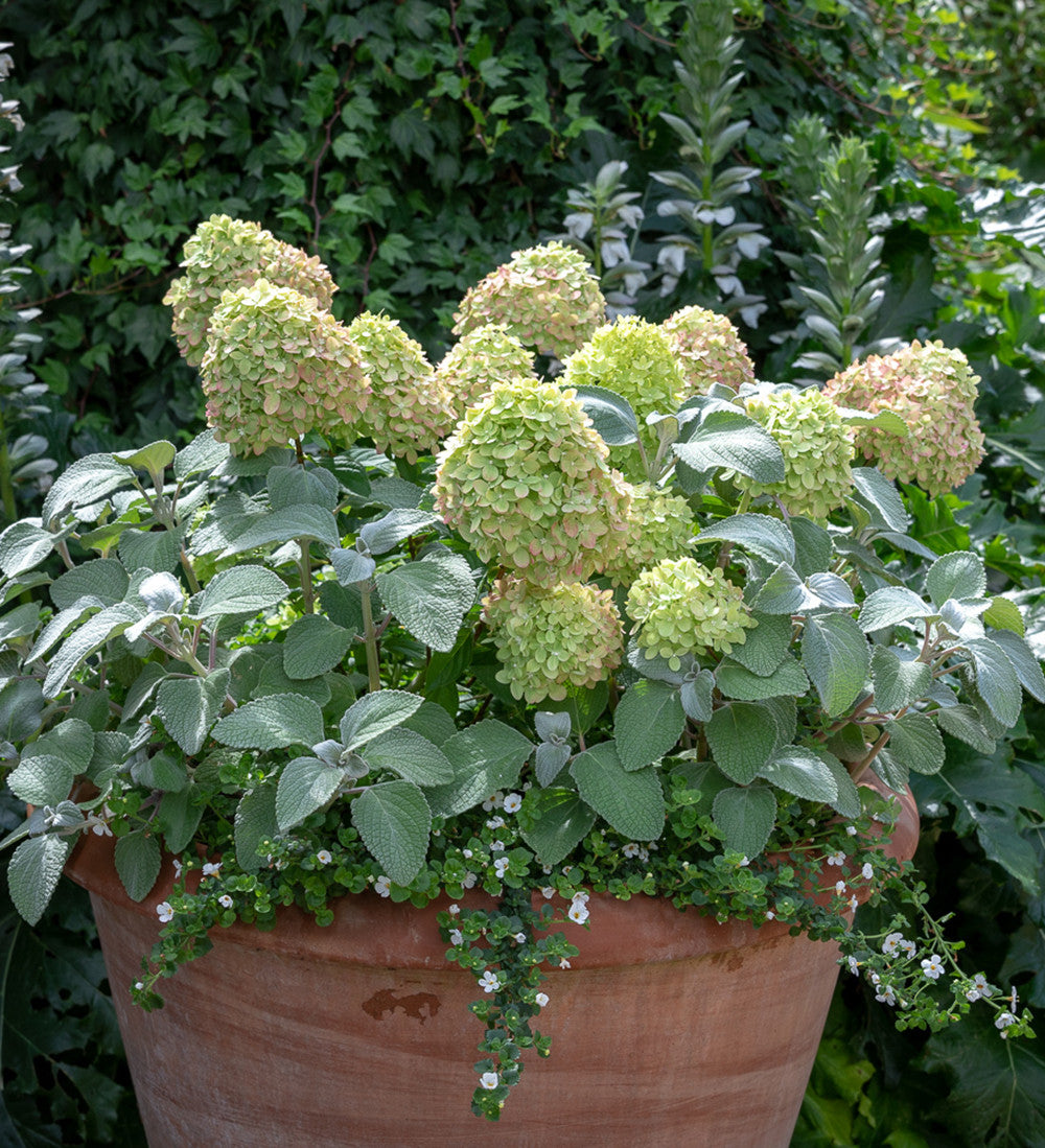 Sarah Raven Plants Hydrangea paniculata Little Fresco Hortensie 2 L