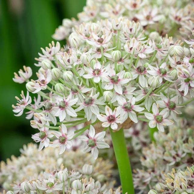 Sarah Raven Allium Silver Springs Blumenzwiebeln 3 Stück weiß