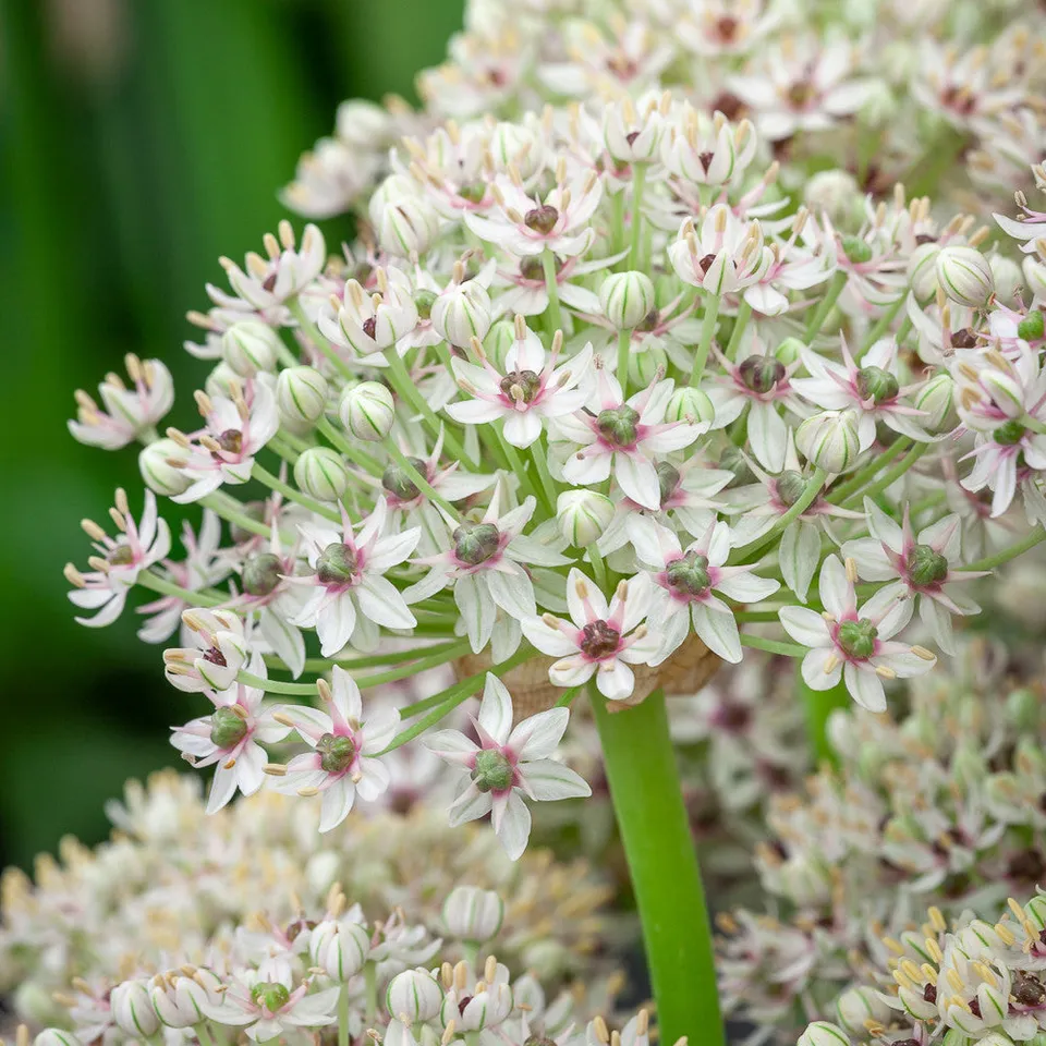Sarah Raven Allium Silver Springs Blumenzwiebeln 3 Stück weiß
