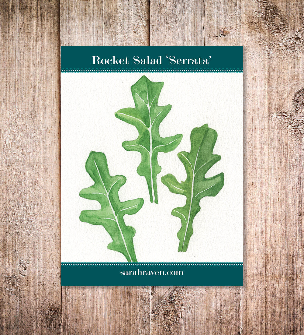 Sarah Raven Seeds Salatrauke Serrata Samen 500 Stück mild
