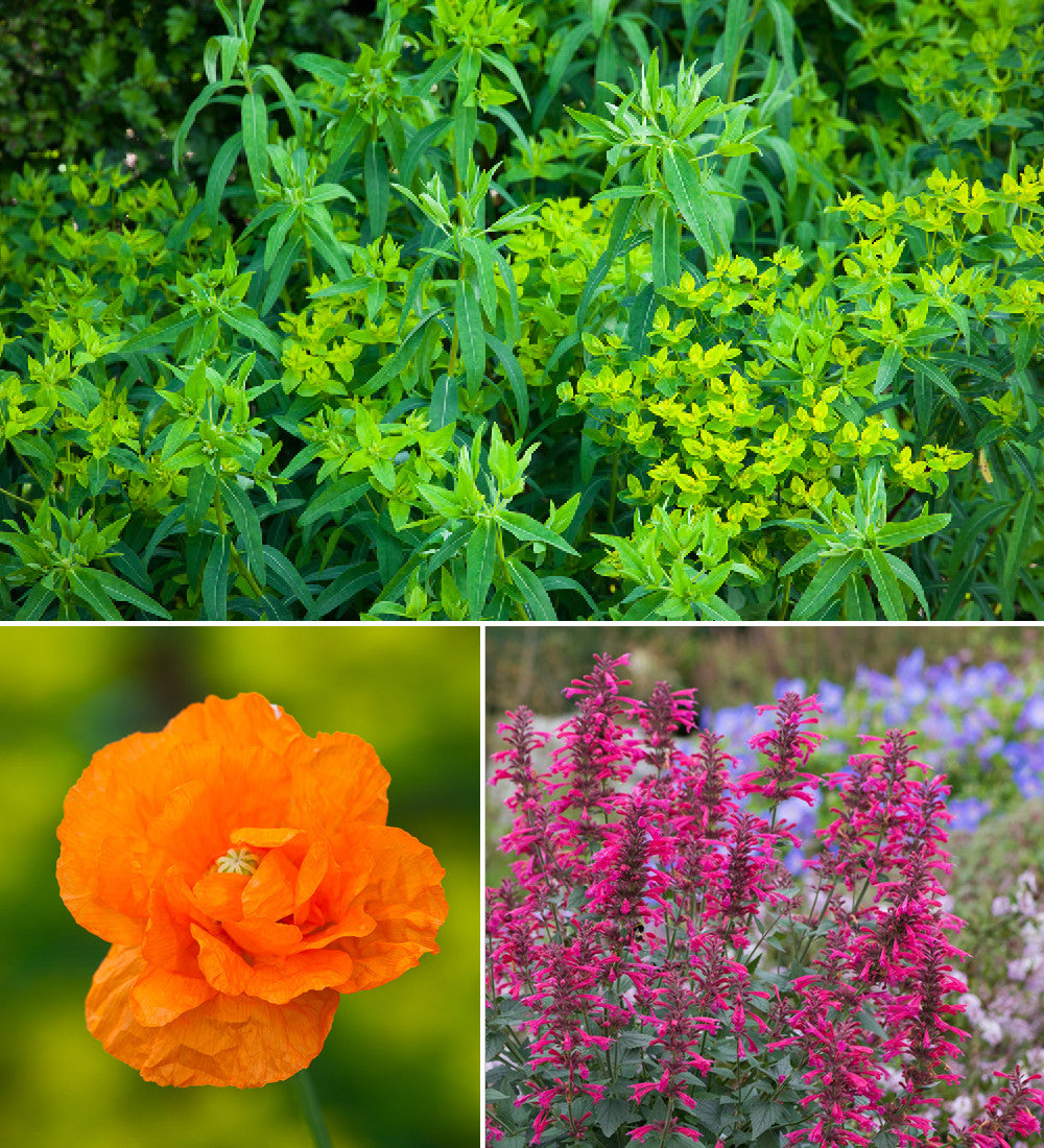 Sarah Raven Plants Bright Border Collection Pflanze 18x9cm bunt