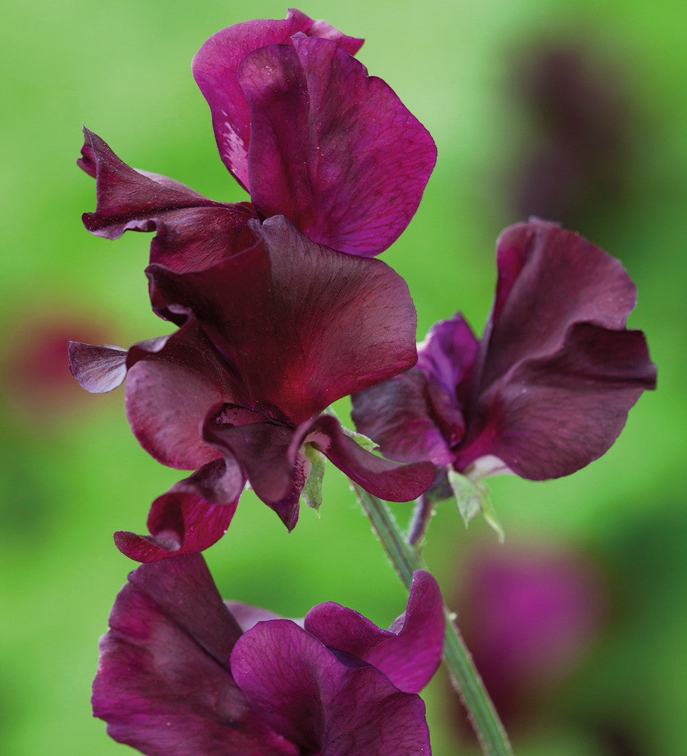 Sarah Raven Plants Brilliant Buckets Sweet Pea 16 Jungpflanzen duftend