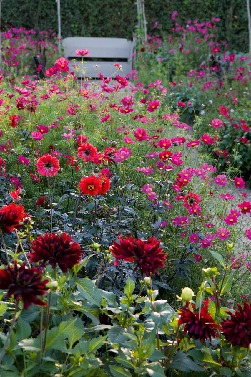 Sarah Raven Seeds Cosmos bipinnatus Dazzler 100 Samen karminrosa