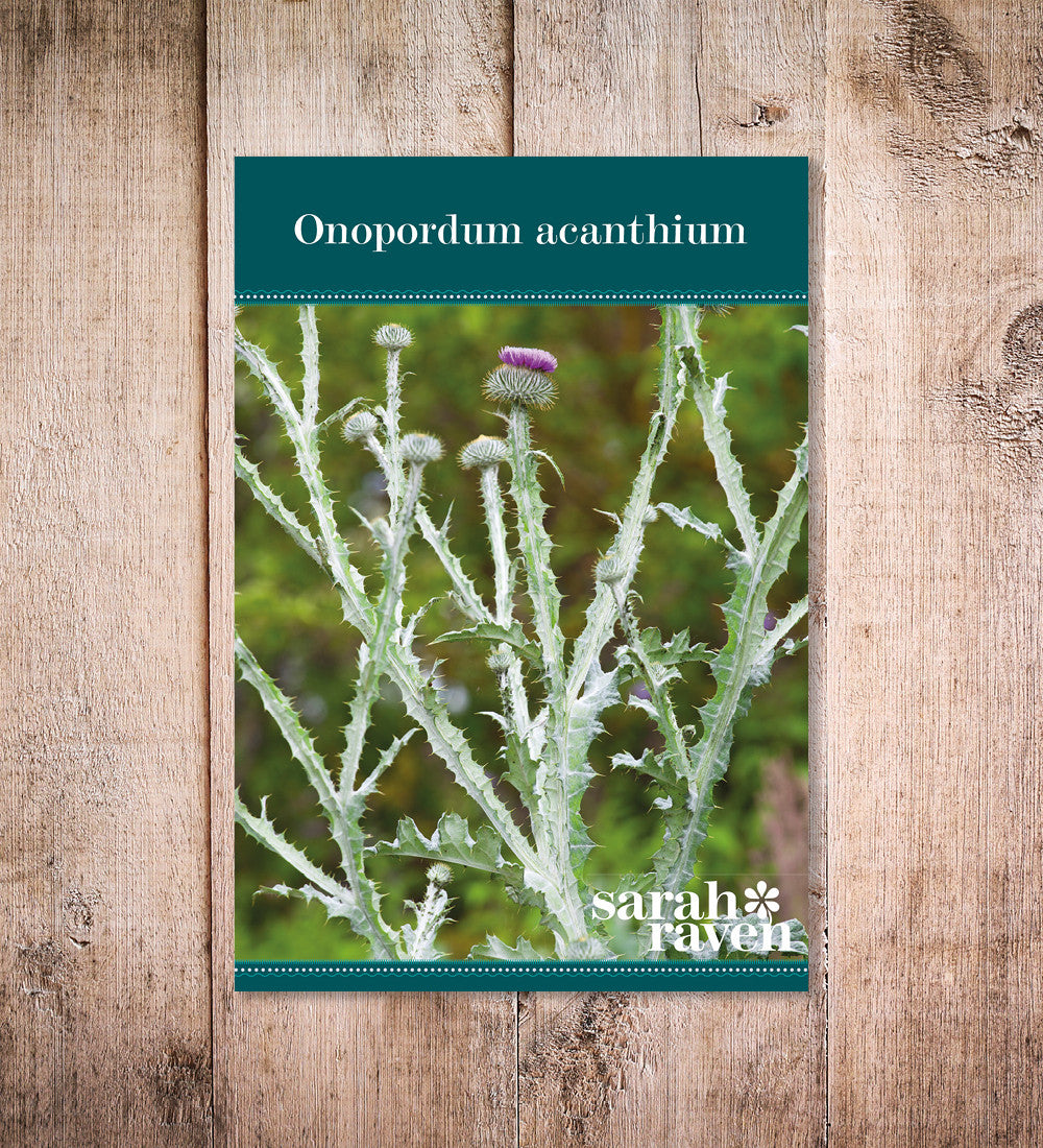 Sarah Raven Seeds Onopordum acanthium Samen 30 Stück Distel