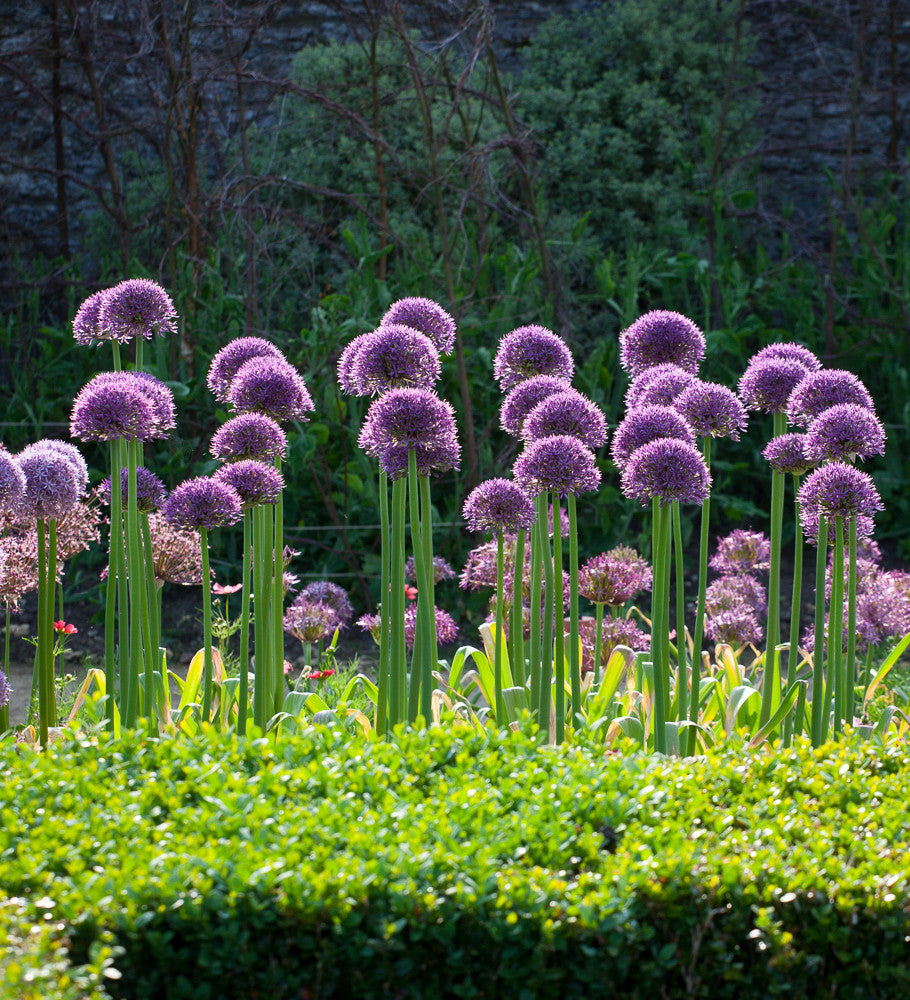Sarah Raven Bulbs Allium Jackpot Blumenzwiebeln 5 Stück lila