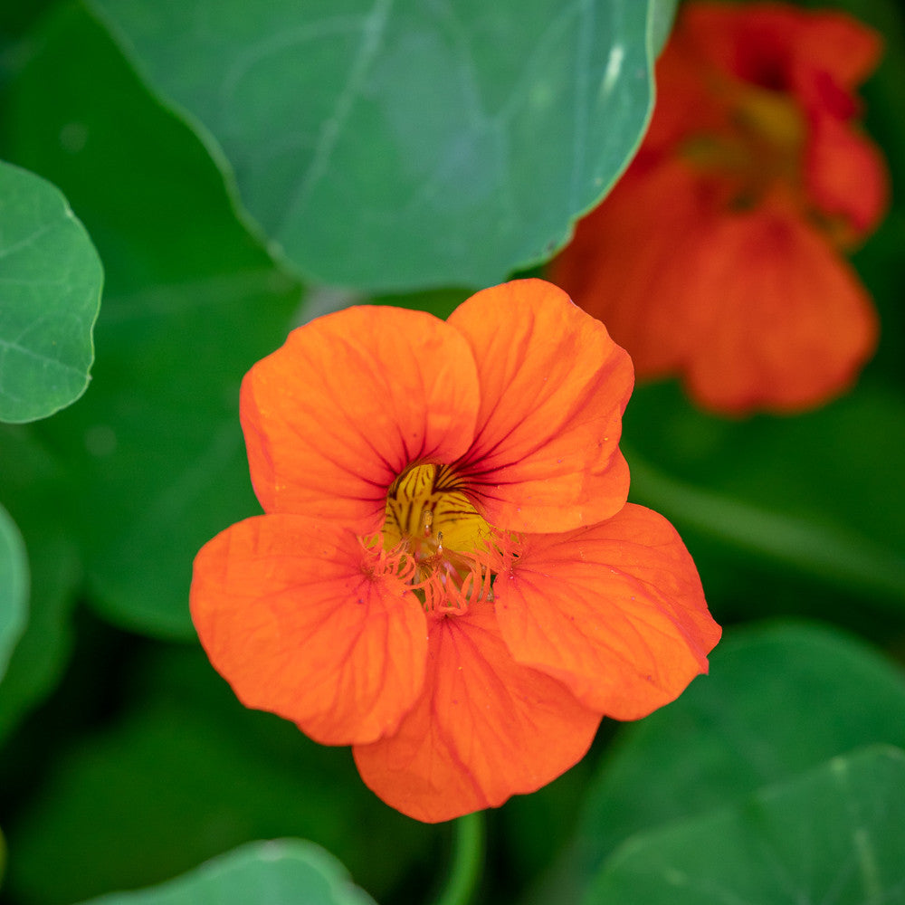 Sarah Raven Nasturtium Collection Kapuzinerkresse 30 Samen