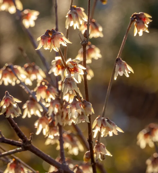 Sarah Raven Plants Chimonanthus praecox Strauch 2L duftend