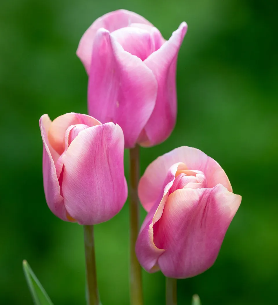 Sarah Raven Bulbs Tulip Copex Blumenzwiebeln 10 Stück rosa