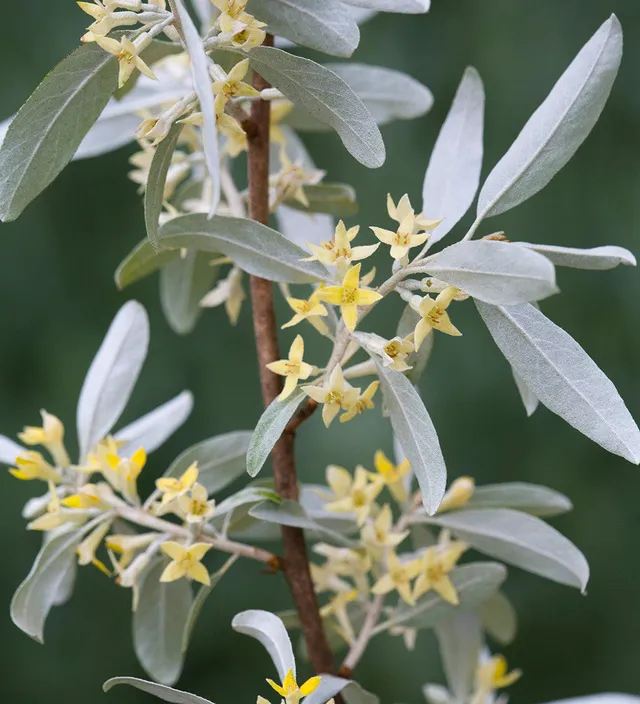 Sarah Raven Plants Elaeagnus Zempin Zierstrauch 3L
