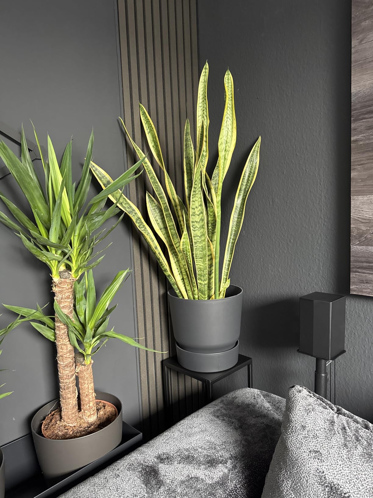 elho Greenville Rund 25 cm Blumentopf Living Schwarz frostbeständig