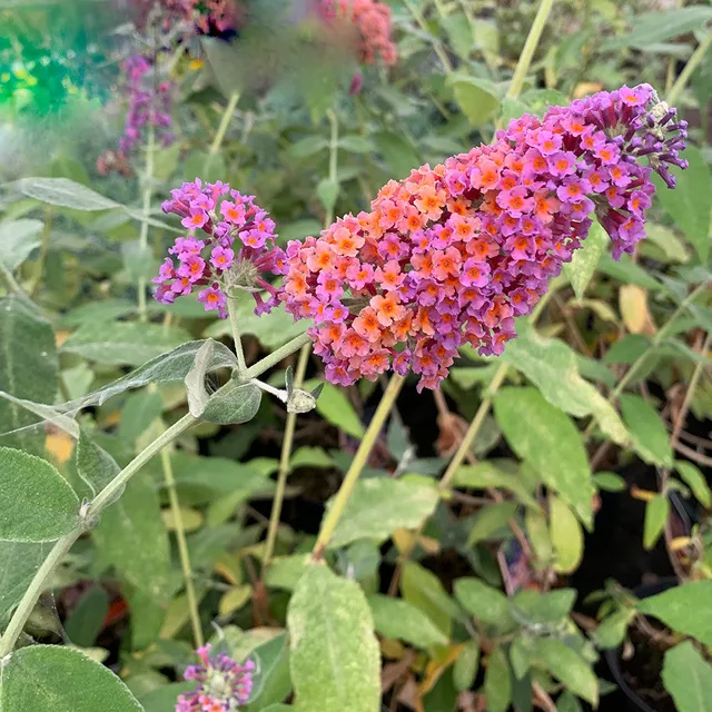 Sarah Raven Plants Buddleja Bicolor Sommerflieder 2L zweifarbig