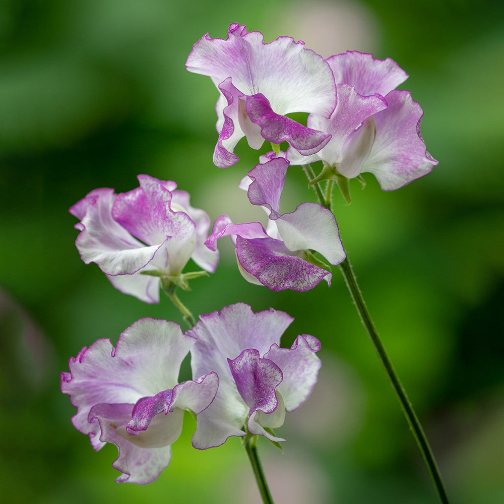 Sarah Raven Seeds Aegean Summer Sweet Pea Samen 20 duftend