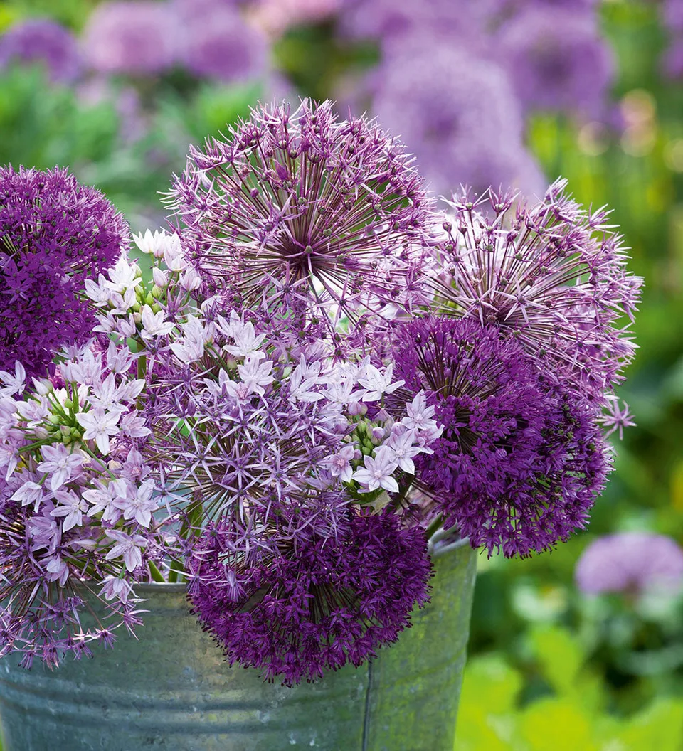 Sarah Raven Bulbs Zierlauch New Allium Kollektion 33 Zwiebeln
