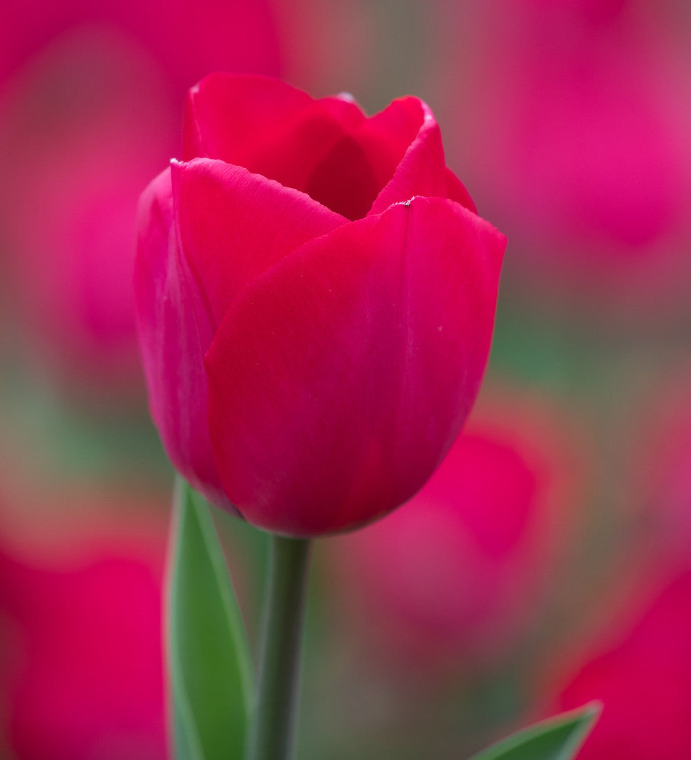 Sarah Raven Bulbs Tulpe Spryng Tide Blumenzwiebeln 10 Stück früh