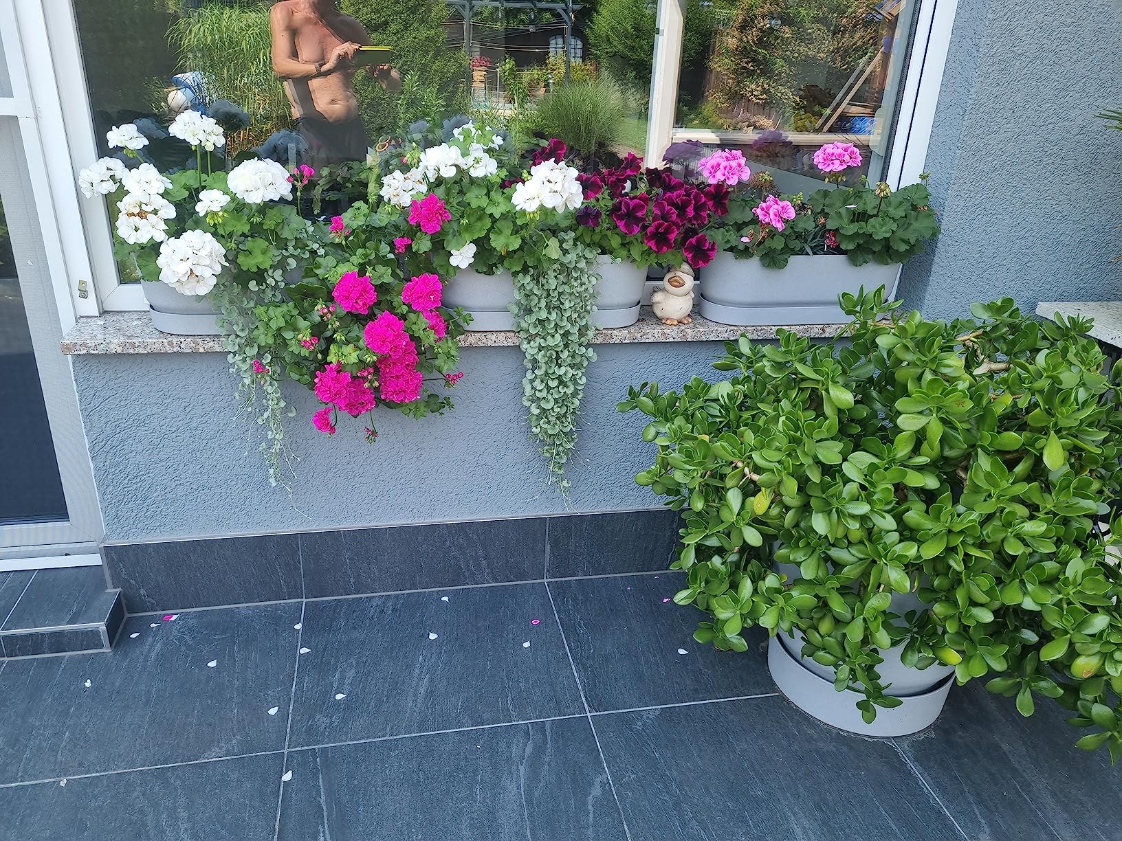 elho Greenville Balkonkasten 52 Living Beton Untersetzer