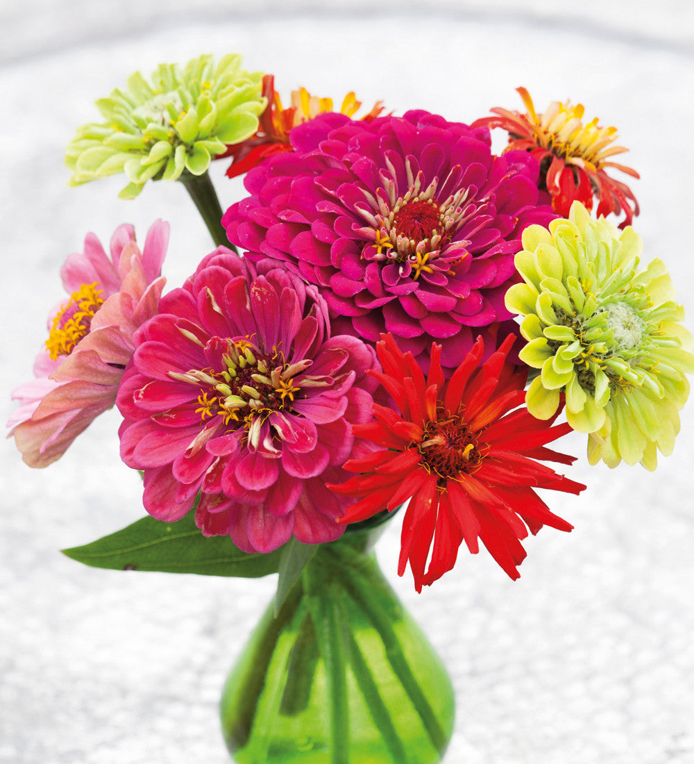 Sarah Raven Zinnia Giant Dahlia Mix Samen 60 Samen bunt