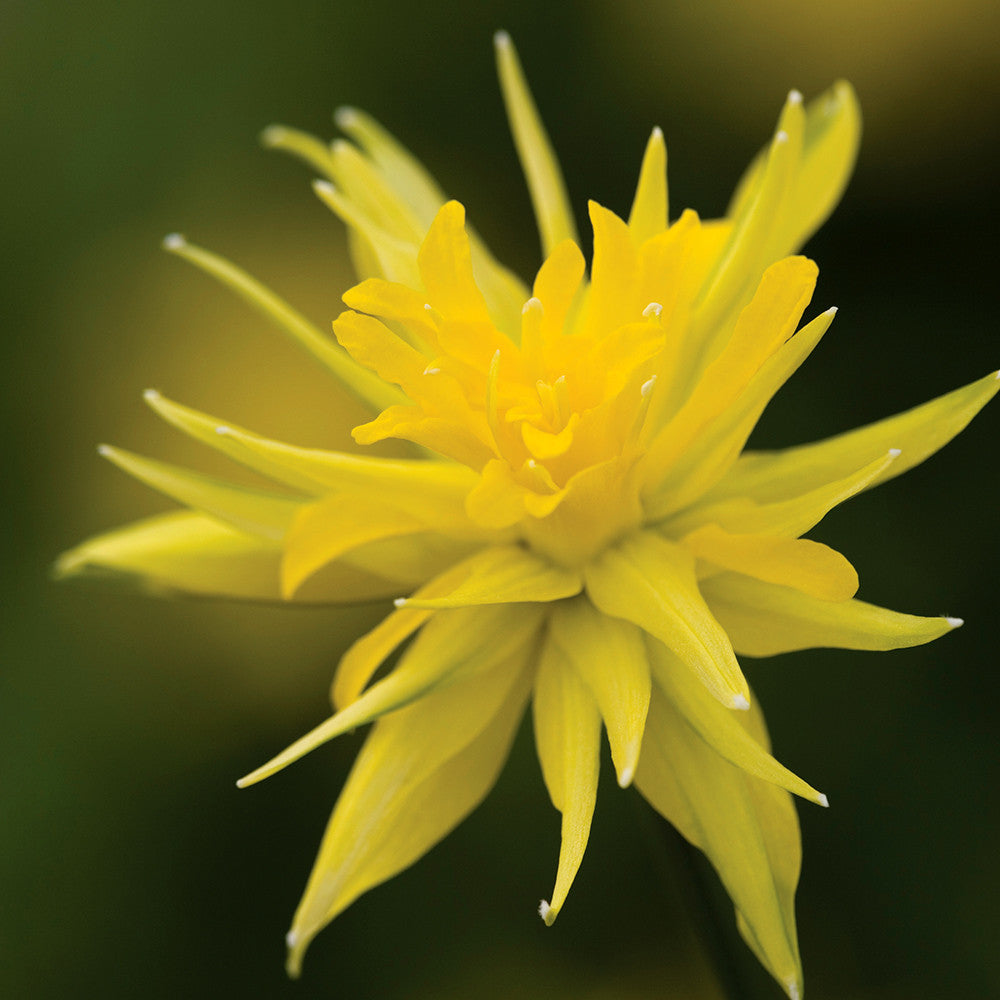 Sarah Raven Narcissus Rip Van Winkle Blumenzwiebeln 20 Stück früh
