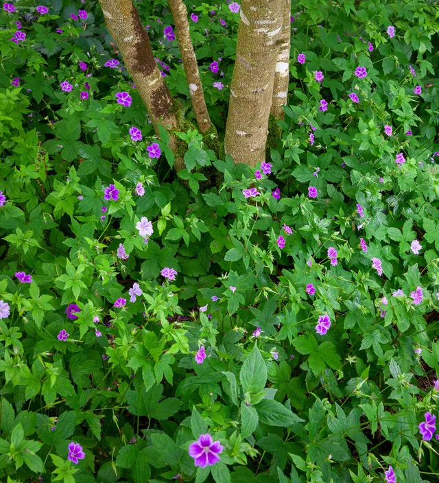 Sarah Raven Geranium nodosum Staude Rosa 3 x 9cm Topf Bodendecker