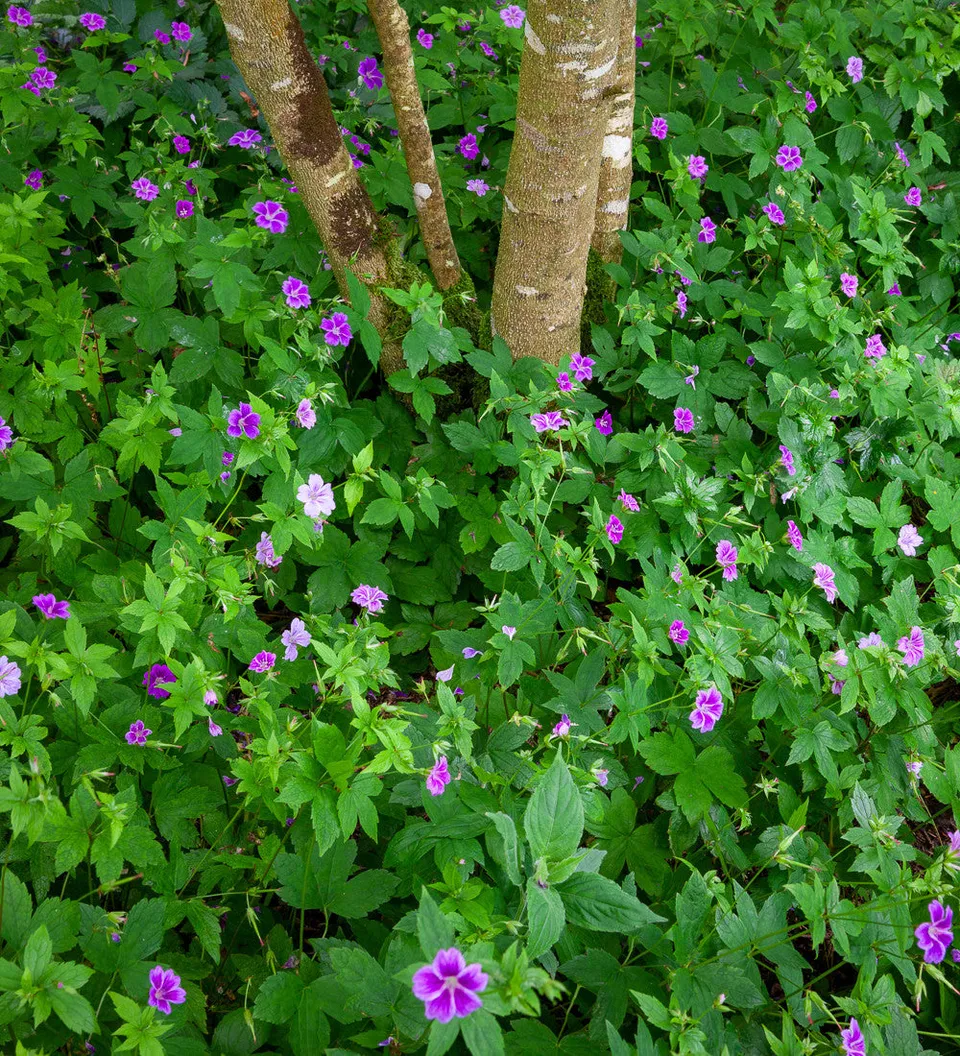 Sarah Raven Geranium nodosum Staude Rosa 3 x 9cm Topf Bodendecker