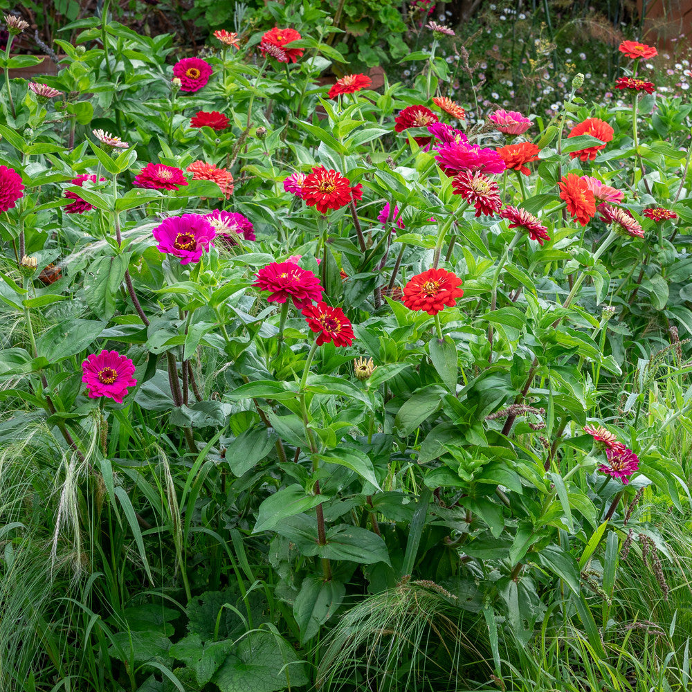 Sarah Raven Seeds Zinnia Meadow Collection Samen 2 Packungen Beetmischung