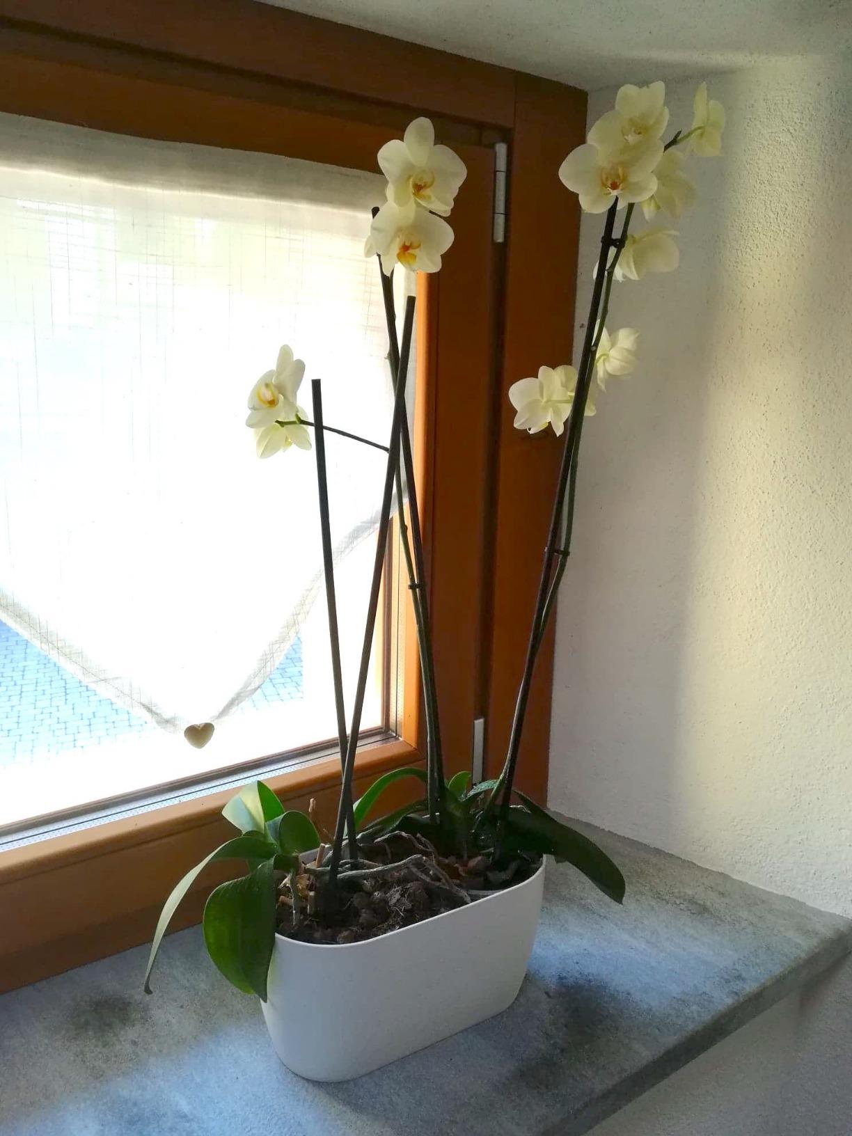 elho Brussels Orchidee Duo Blumentopf 25 cm transparent Doppel