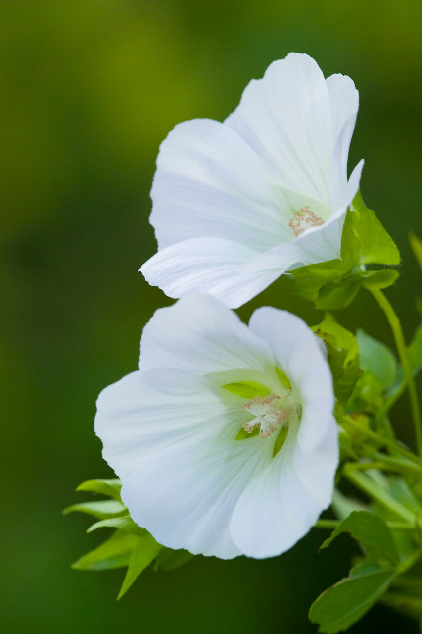 Sarah Raven Seeds White Garden Blumensamen Geschenkbox 4 Tüten weiß