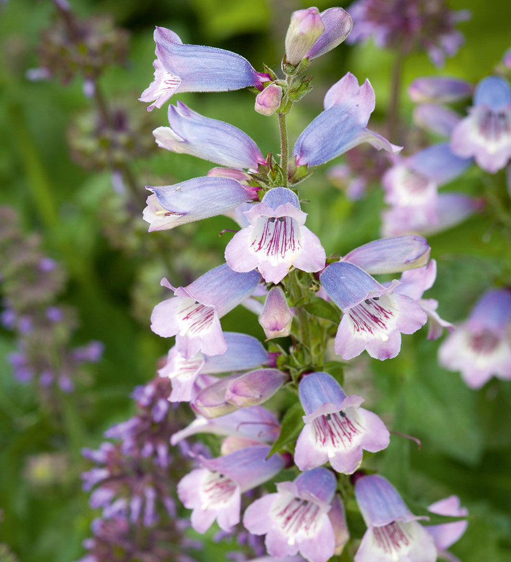 Sarah Raven Plants Penstemon Stapleford Gem Pflanze 3x 9cm Dauerblüher