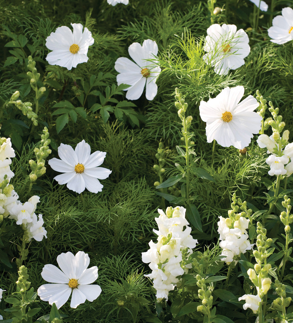Sarah Raven Cosmos Purity Samen 100 Samen weiß Schnittblume