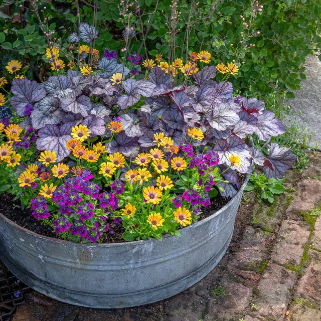 Sarah Raven Huge Centrepiece Tub Pflanztopf 72 cm für Balkon