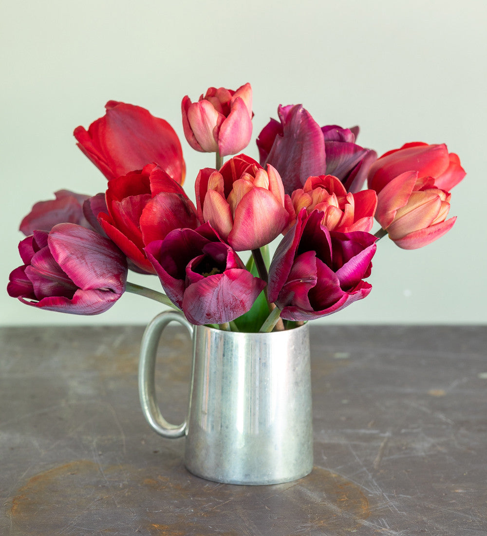 Sarah Raven Bulbs Dutch Yard Tulpenzwiebeln 30 Zwiebeln rot